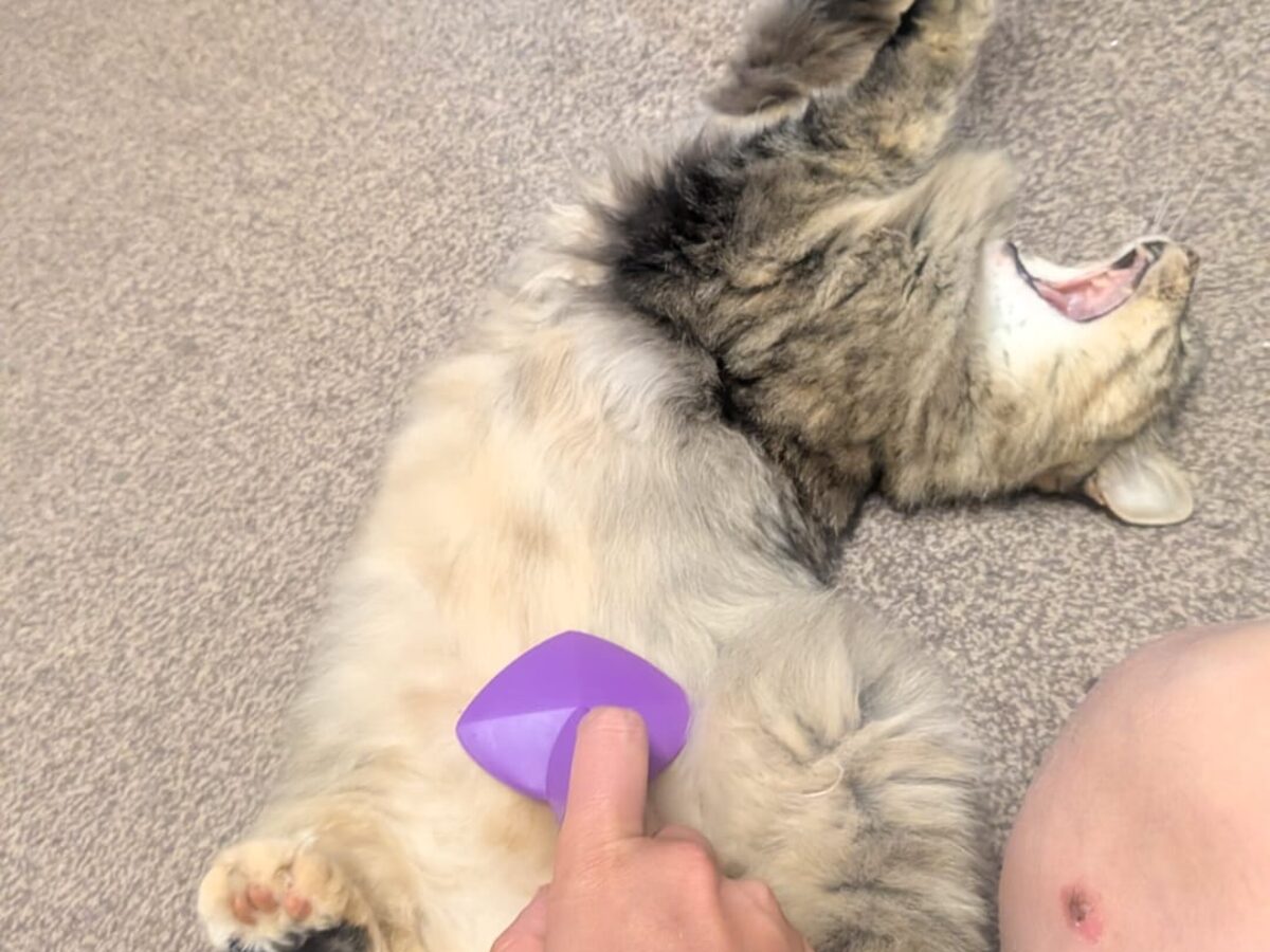 Pet Pop-In
